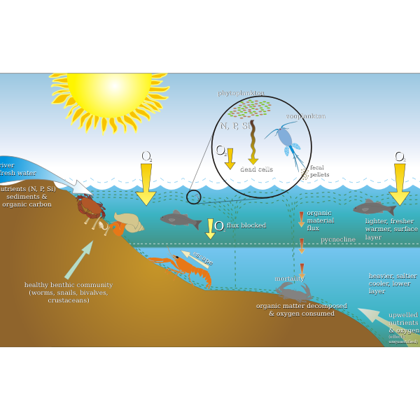 Graphics of eutrophication process scheme